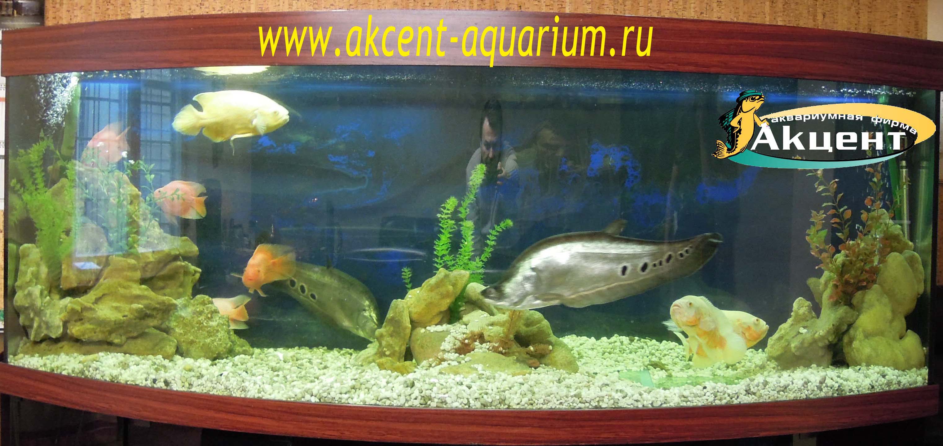 Акцент-аквариум, аквариум 1000 литров, индийские ножи, астронотусы, попугаи.